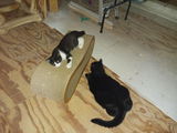 Judy S. review photo