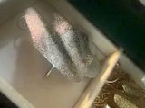 z. review photo