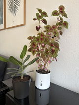 Mette review photo
