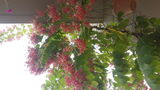 Mrs. Kamran review photo