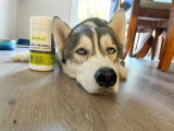 Grooming Pet Wipes
