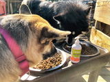 Omega 3 For Dogs
