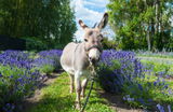 Ramona Krueger Sunderland Acres Lavender Farm review photo