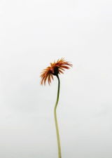 Aakash review photo