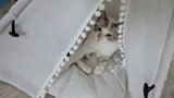 R***o review photo