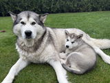 Legacy Howl Kennel review photo