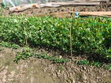 Mon jardin review photo