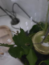 Lily review photo