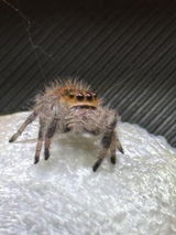 Lily Ortega Orditz review photo