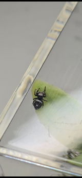 Araignée | Phidippus Regius White Bahamas