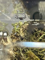 Terrarium phidippus regius 15*15*20 + Thermomètre/hygromètre