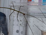 Veronika review photo
