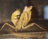 Mante religieuse | Creobroter Gemmatus (mante asiatique)