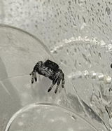 Araignée | Phidippus Regius White Bahamas