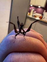Mante religieuse | Mante dragon - Stenophylla Lobivertex