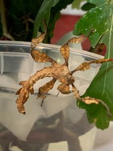 Phasme | Phasme scorpion  "Extatosoma Tiaratum"