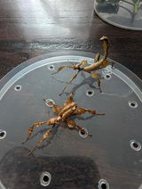 Phasme | Phasme scorpion  "Extatosoma Tiaratum"