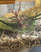 Phasme | Phasme scorpion  "Extatosoma Tiaratum"