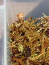 Cloporte Isopode | Cubaris murina Mandarin