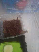 Escargot géant | DEBUTANT Lissachatina Fulica