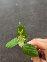 Phasme | Phasme Feuille "Phyllium philippinicum"