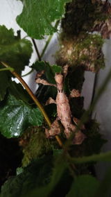 Phasme | Phasme scorpion  "Extatosoma Tiaratum"