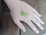 Phasme | Phasme Feuille "Phyllium philippinicum"
