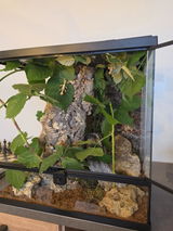 Phasme | Phasme scorpion  "Extatosoma Tiaratum"
