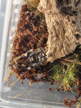 Araignée | Phidippus Regius White Bahamas