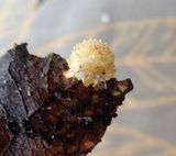 Cloporte Isopode | Cristarmadillidium maculatum