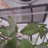 Phasme | Phasme Feuille "Phyllium philippinicum"