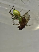 Araignée | Araignée Lynx - Peucetia Lucasi
