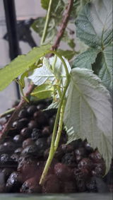 Phasme | Phasme Feuille "Phyllium philippinicum"