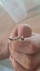 Mante religieuse | Mante bouclier "Rhombodera Latipronotum"