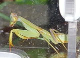 Mante religieuse | Mante bouclier "Rhombodera Latipronotum"