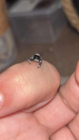 Araignée sauteuse | Phidippus Regius White Bahamas