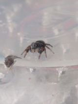 Araignée sauteuse | Phidippus Regius White Bahamas