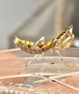 Mante religieuse | Mante fleur tachetée - Pseudoharpax virescens