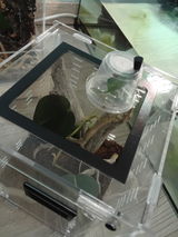 Kit élevage | Araignée