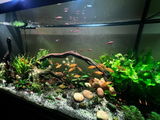 dado nedic review photo