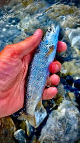 @nick_fly_fishing review photo