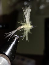 Chasse Lynch review photo