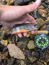 Donald Minard review photo