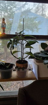 Catherine Merrill-Medellin review photo