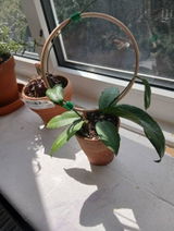 bahar review photo