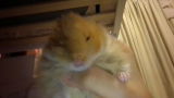 Hamsteraustio review photo