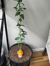 Rebecca Beitz Beitz review photo