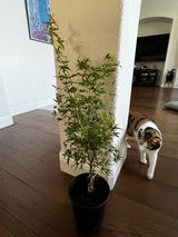 Tcheese review photo