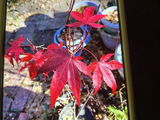 Janet F. / Zone 8b review photo