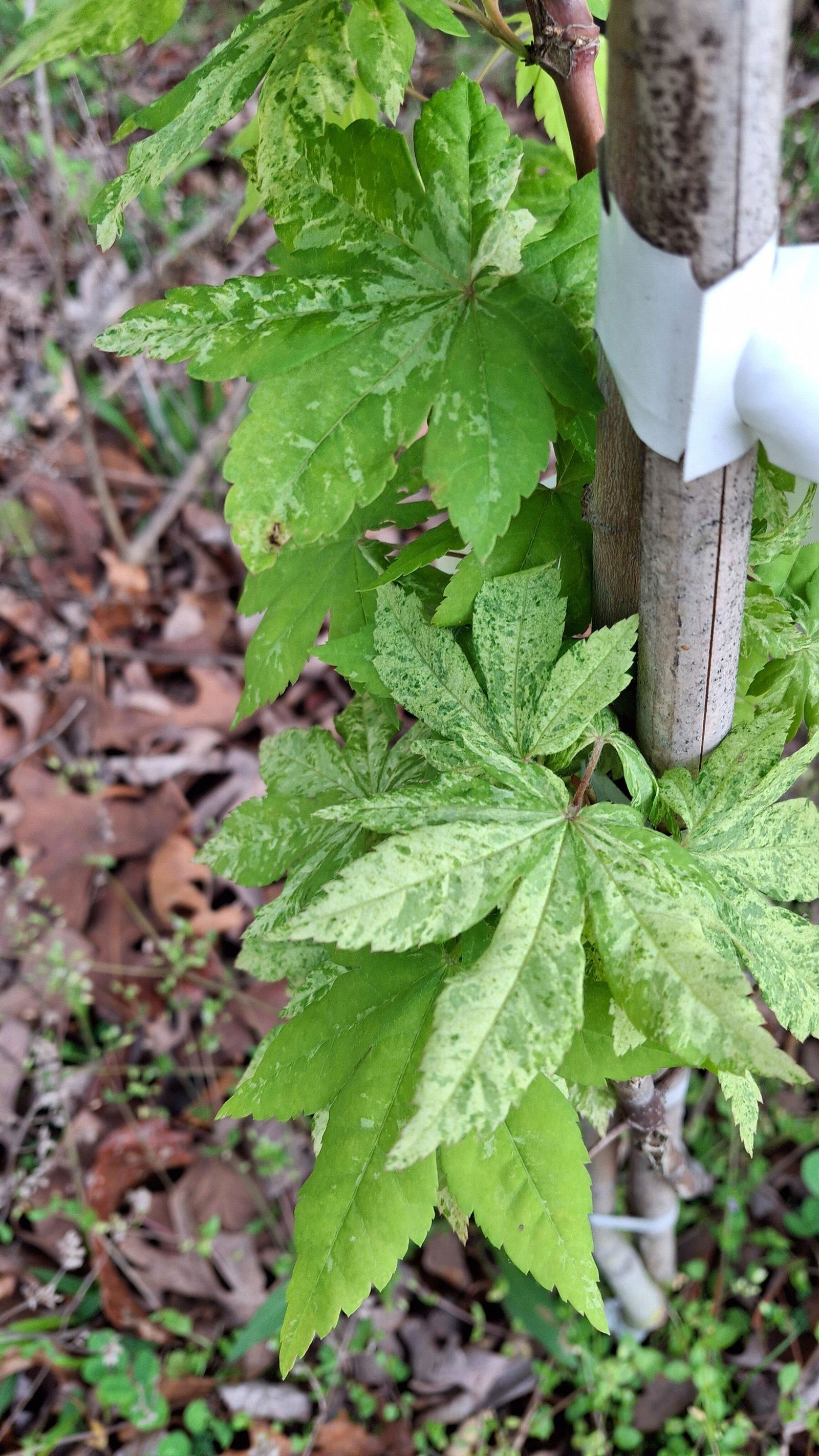 Buy Acer sieboldianum 'Kumoi nishiki' Variegated Full Moon